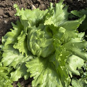 Salade verte de saison (pièce)