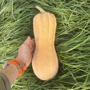 Courge Violina (+2kg)