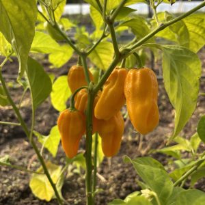 Piment habanero golden (force piment 10/10) *3