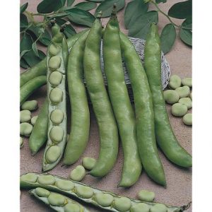 Fèves (500g)
