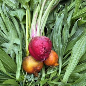Betteraves Chioggia (500g)