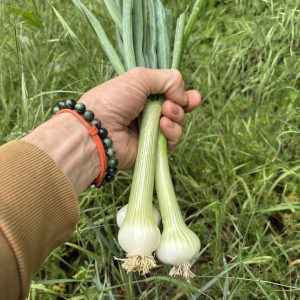 Oignons nouveaux (botte d'environ 160g)