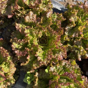 Salade Grenobloise (pièce)