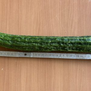 Concombre long épineux (pièce)