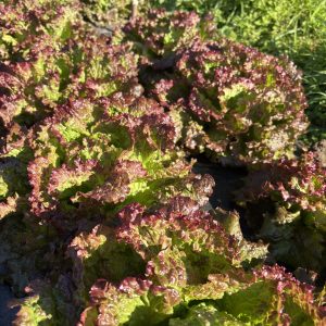 Salade Grenobloise (pièce)