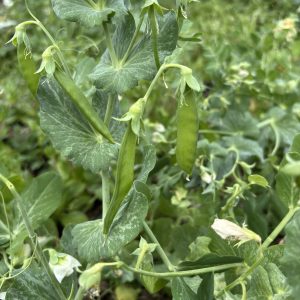 Pois mange-tout (200g)