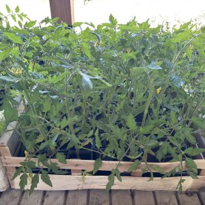 Plan de Tomates à l'ancienne (pièce)