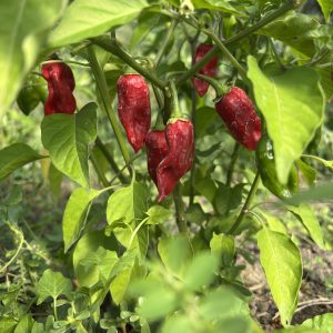 Piment habanero (force piment 10/10) *3